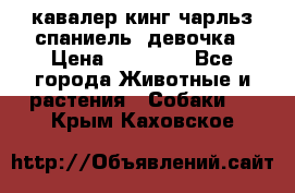  кавалер кинг чарльз спаниель -девочка › Цена ­ 45 000 - Все города Животные и растения » Собаки   . Крым,Каховское